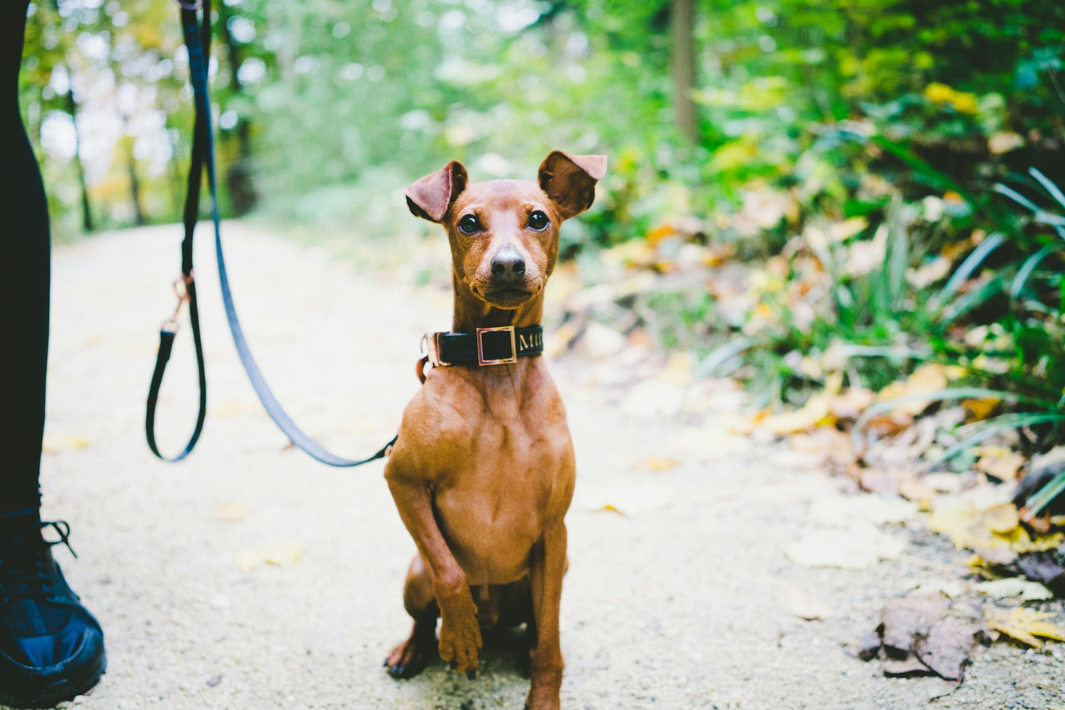 Collars & Leashes