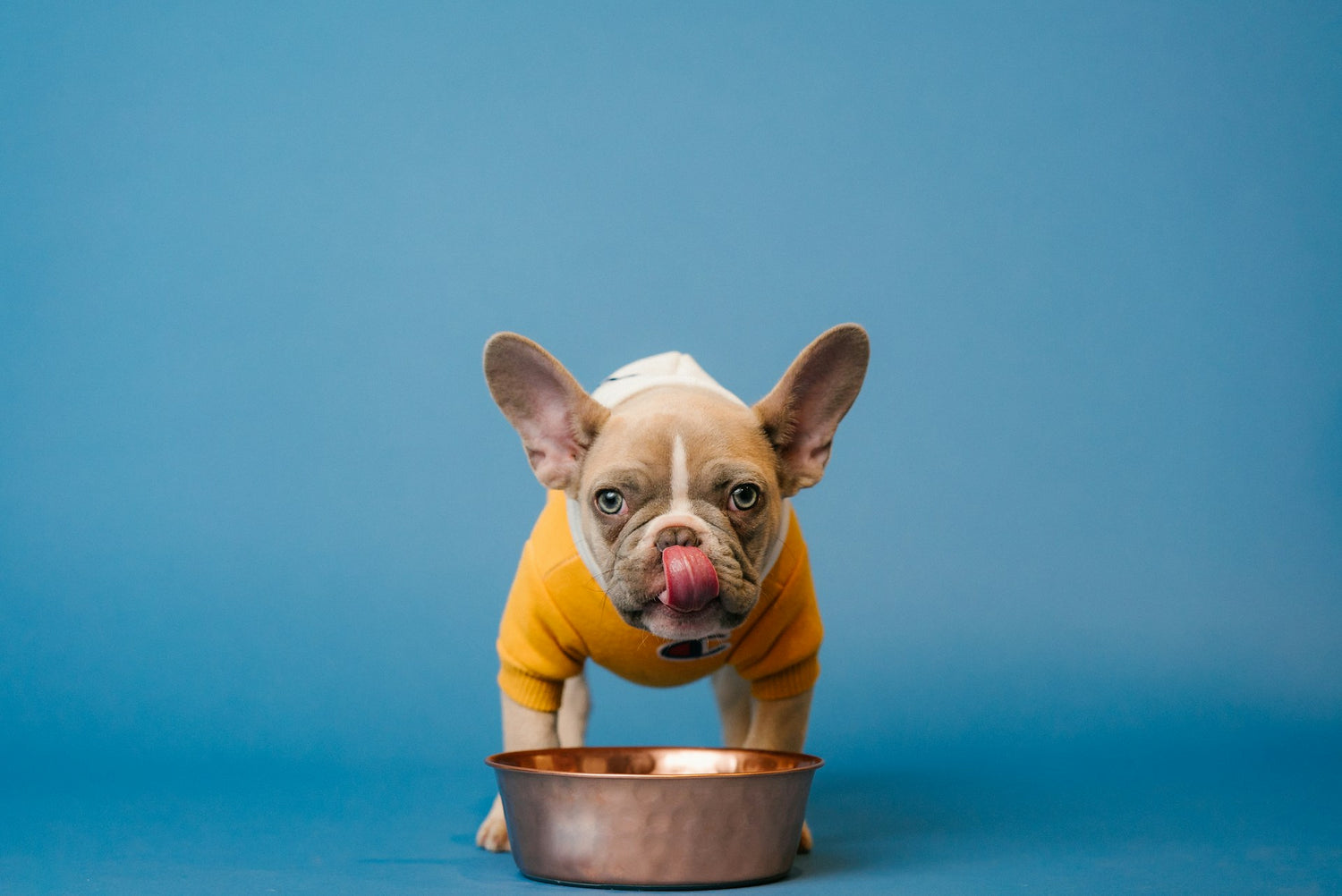 Bowls & Feeders